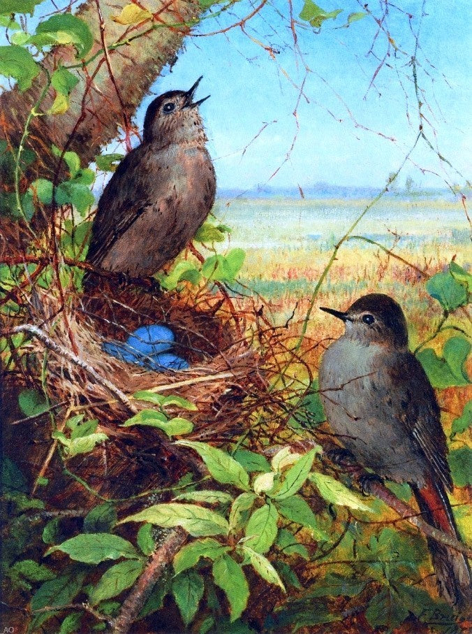 Fidelia Bridges Thurshes Nest, 21"x28" Gallery Wrapped Canvas Print