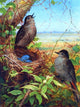 Fidelia Bridges Thurshes Nest, 21"x28" Gallery Wrapped Canvas Print