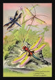Insects: Libellula Portia, Nemoptera Angulata, Et Al. - Fine Art Giclee Print