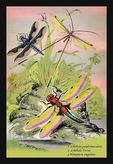Insects: Libellula Portia, Nemoptera Angulata, Et Al. - Fine Art Giclee Print