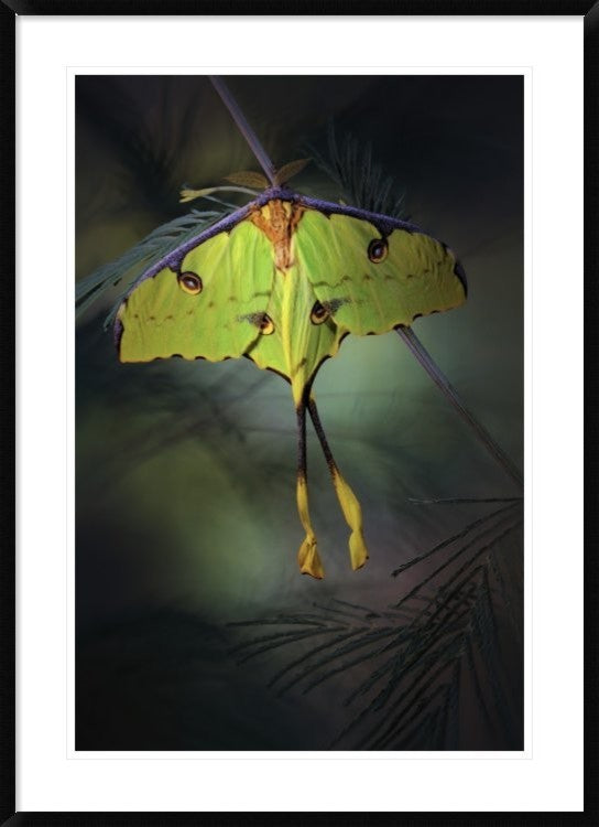 "Moon Moth" Framed Digital Print by Jimmy Hoffman, 32x44"