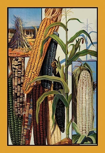 Indian Corn- Gallery Wrapped Canvas Art 28" x 42"