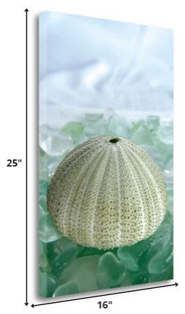 23" Sea Urchin and Green Seaglass Giclee Wrap Canvas Wall Art