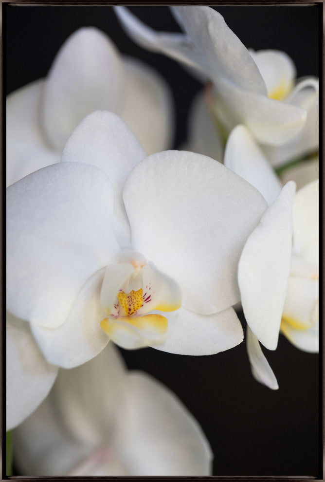 36x54 Orchidaceae Series Naples Yellow IV, Framed Artwork, Espresso