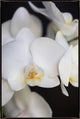 36x54 Orchidaceae Series Naples Yellow IV, Framed Artwork, Espresso