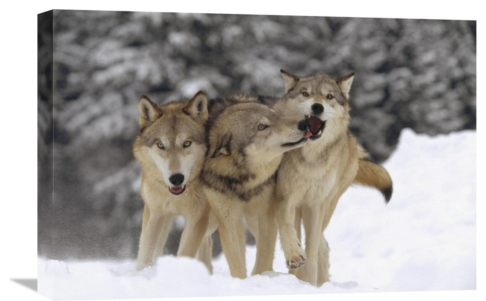 "Timber Wolf Trio Playing In Snow, Montana" Artwork, 24" x 16"
