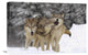"Timber Wolf Trio Playing In Snow, Montana" Artwork, 24" x 16"
