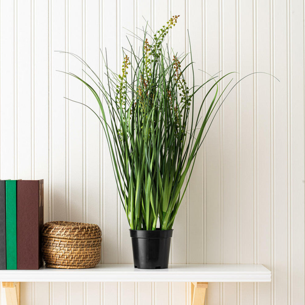 24" Green Sheep'S Grass In Pot