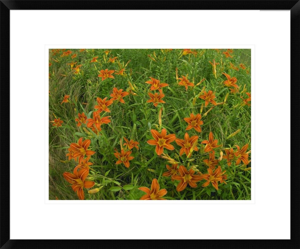 "Orange Daylily growing in meadow, North America"  by Tim Fitzharris, 24x20"