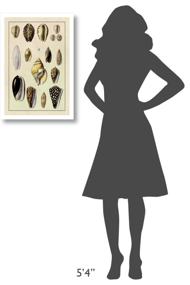 "Shells: Convoltae and Orthocerata" Digital Paper Print by G.B. Sowerby, 18"x26"