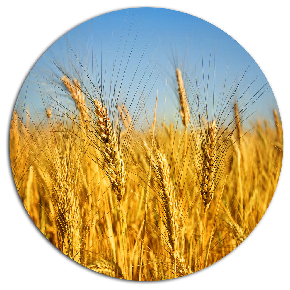 Bright Golden Wheat Field, Landscape Large Disc Metal Wall Art, 23"