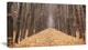 Yellow Road through Fall Forest, Modern Forest Canvas Art, 32"x16"
