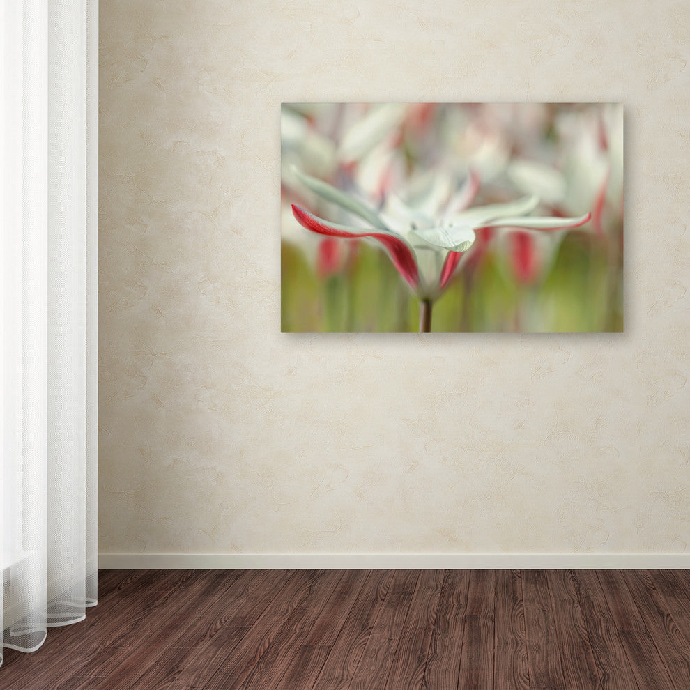 Cora Niele 'Tulipa Clusiana Cashmeriana' Canvas Art