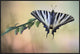 "Chupa Leche" Framed Canvas Giclee by Jimmy Hoffman, 37x25"