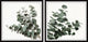 Eucalyptus Bloom Diptych, 2-Piece Set, 32x32 Panels