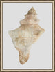 Watercolor Sea Shells 4, Giclee Reproduction Artwork