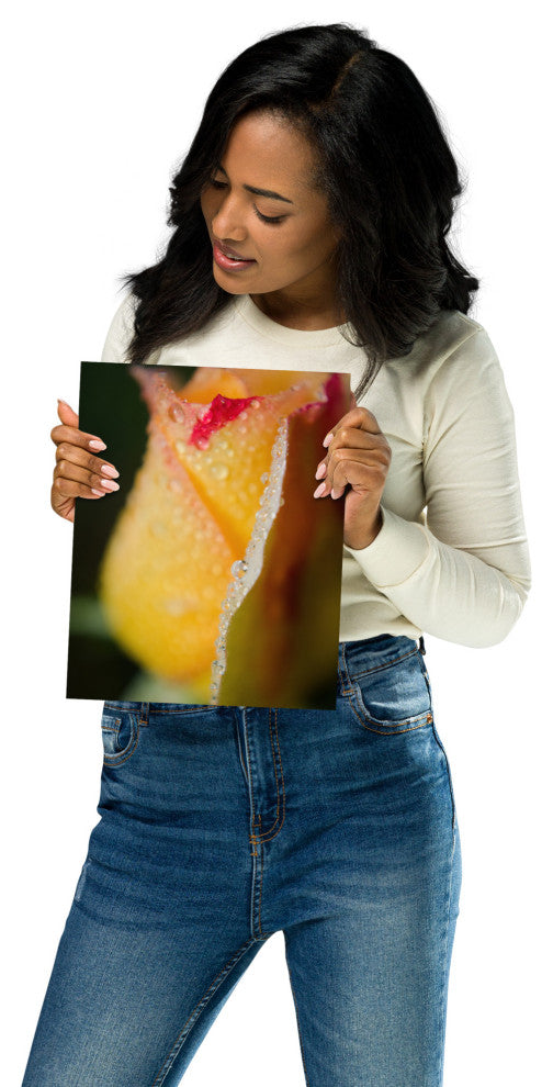 Dew on Yellow Rose Nature Photography, Floral Unframed Wall Art Print, 8" X 10"