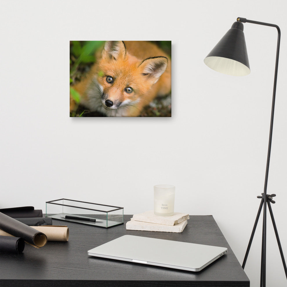 Young Red Fox Face Animal Wildlife Nature Photograph Canvas Wall Art Prints, 12" X 16"