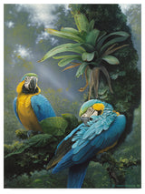 Harro Maass 'Blue And Yellow Macaws' Canvas Art, 24"x18"