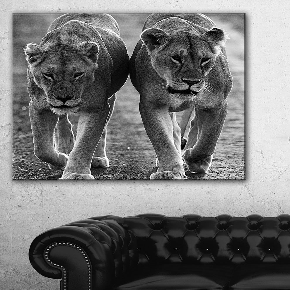 "Lions in Black and White" Canvas Print