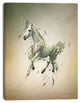 White Horse in Motion on Brown, Animal Canvas Wall Art, 12"x20"