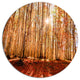 Bright Sun Over Thick Fall Forest, Forest Large Disc Metal Artwork, 23"