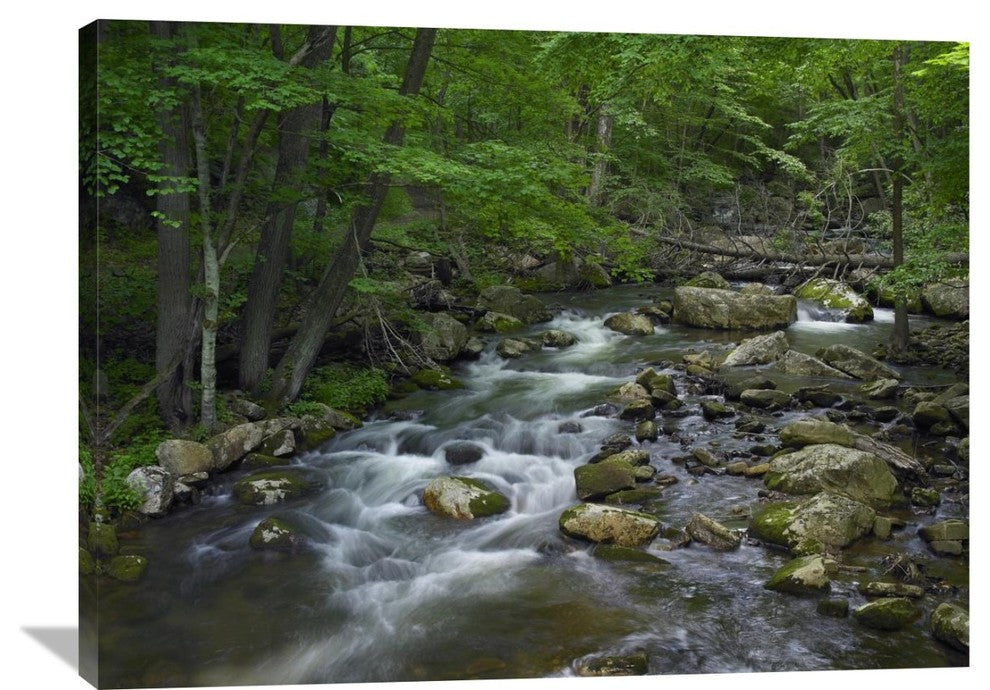 "Little Stony Creek Flowing Through Jefferson National Forest, Virginia" Artwork