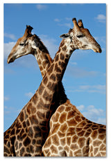 "Two Giraffes" by Robert Harding Picture Library, Canvas Art, 22"x32"