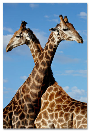 "Two Giraffes" by Robert Harding Picture Library, Canvas Art, 22"x32"