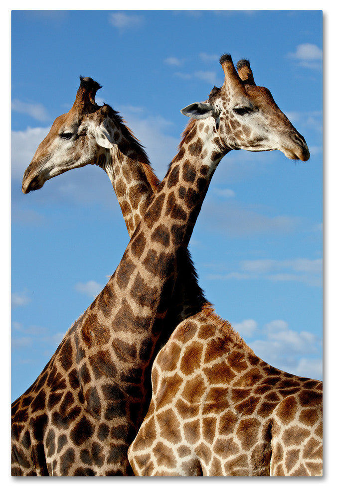 "Two Giraffes" by Robert Harding Picture Library, Canvas Art, 22"x32"