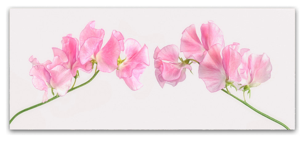 Cora Niele 'Two Sweet Peas' Canvas Art
