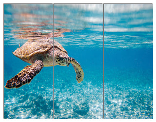 Large Hawksbill Sea Turtle, Abstract Triptych Canvas Art Print, 36x28, 3 Panels