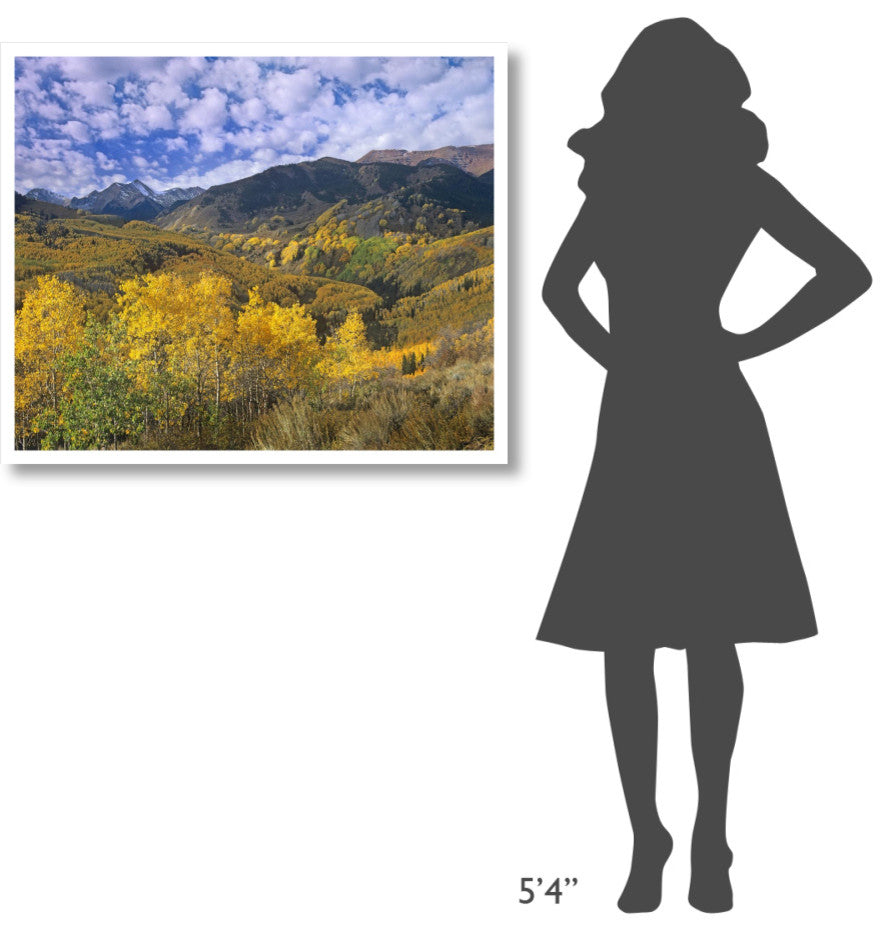 "Quaking Aspen in autumn, Colorado" Paper Print by Tim Fitzharris, 38"x32"