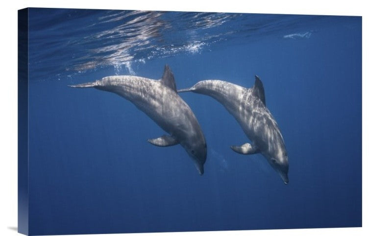 "Two Bottlenose Dolphins" Stretched Canvas Giclee by Barathieu Gabriel, 18x12"