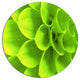 Bright Green Flower Petals, Modern Floral Round Wall Art, 36"
