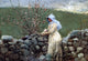 Winslow Homer Peach Blossoms, 18"x27" Wall Decal
