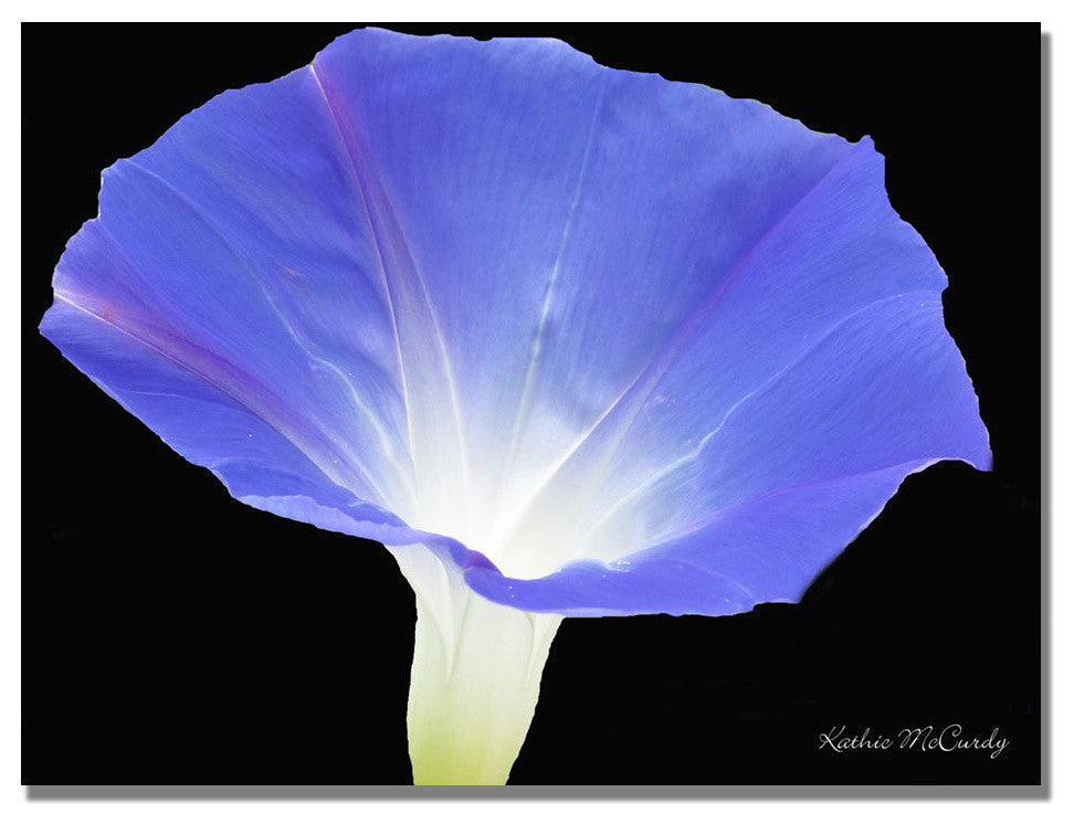 'Morning Glory' Canvas Art by Kathie McCurdy
