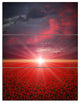 "Red Poppies Field at Sunset" Metal Wall Art, 3 Panels, 28"x36"