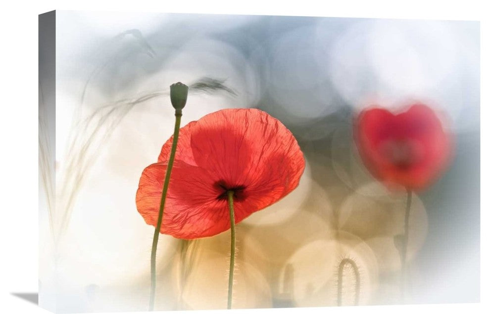 "Morning Poppies" Stretched Canvas Giclee by Steve Moore, 22x15"