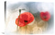 "Morning Poppies" Stretched Canvas Giclee by Steve Moore, 22x15"