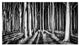"Ghost Forest" Digital Paper Print by Pixxelpark, 32"x19"