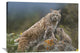 "Bobcat Mother And Kittens, North America" Artwork, 40" x 30"