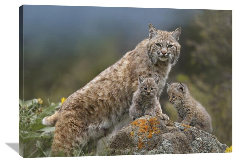"Bobcat Mother And Kittens, North America" Artwork, 40" x 30"