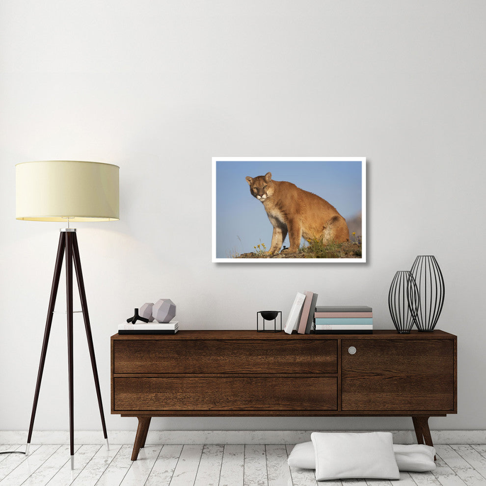 "Mountain Lion North America" Digital Paper Print by Tim Fitzharris, 38"x26"
