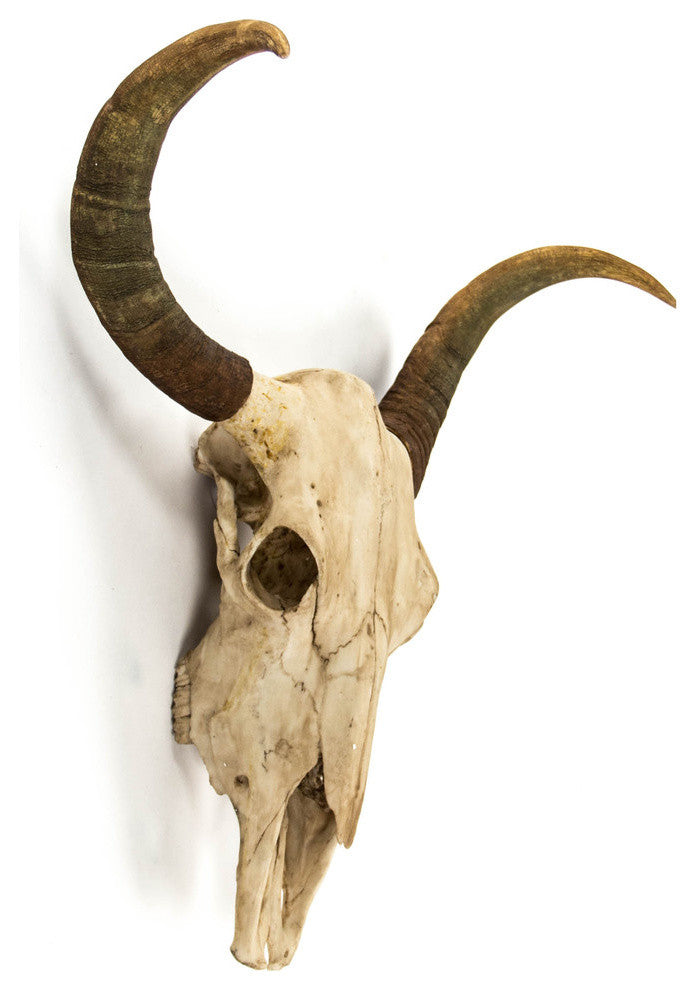 Bull Skull Wall Decor