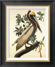 "Brown Pelican" Framed Canvas Giclee by John James Audubon, 18"x22"