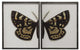 Split Black And Brown Butterfly, Pewter Shadowbox, Left, Right