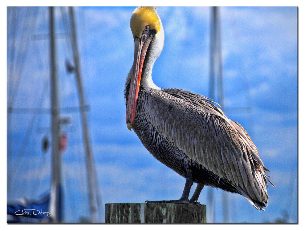 Ready2hangart Chris Doherty 'Pelican' Canvas Wall Art