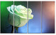 Beautiful White Painted Rose, Large Floral Canvas Art Print, 48"x28", 4 Panels