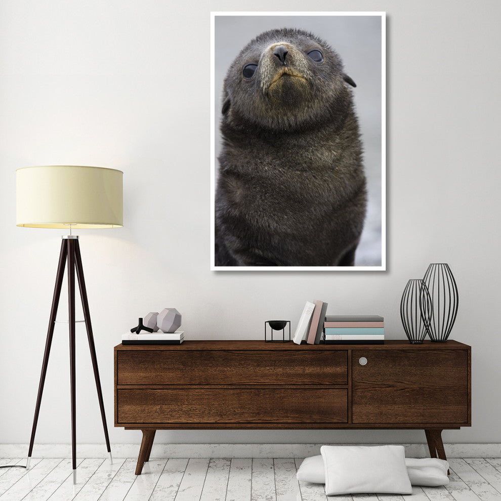 "Antarctic Fur Seal 1 to 2 week old pup, Salisbury Plain" Paper Art, 42"x62"